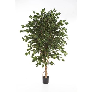 Ficus benjamina artificiel DAMINO, vrais troncs, vert, 150cm