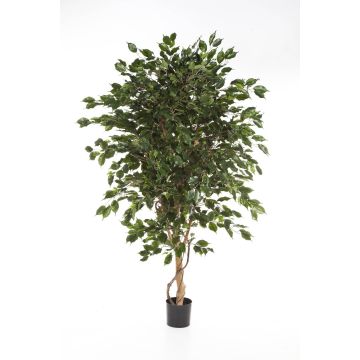 Ficus benjamina artificiel DAMINO, vrais troncs, vert, 240cm