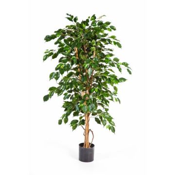 Ficus benjamina artificiel THIAGO, troncs naturels, vert, 120cm