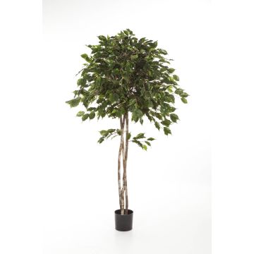Ficus benjamina synthétique KURO, troncs naturels, vert, 210cm