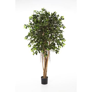Ficus benjamina artificiel AURIOL, vrais troncs, vert, 150cm