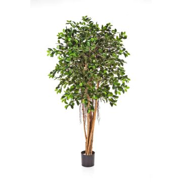 Ficus artificiel AURIOL, racines aériennes, vert, 180cm