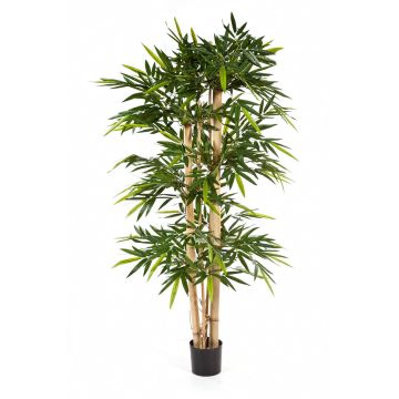 Faux bambou KISHO, vraies tiges de bambou, vert, 180cm