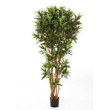 Longifolia en plastique MIKE, vrais troncs, vert, 150cm
