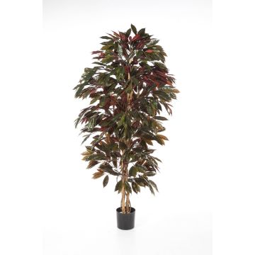Croton artificiel CARA, troncs naturels, vert-rouge, 150cm