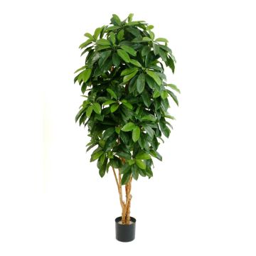 Schefflera synthétique MADDISON, troncs naturels, vert, 170cm