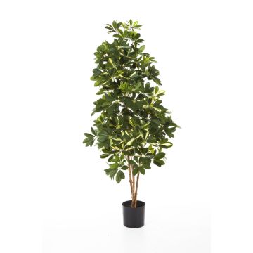 Schefflera synthétique SAMANTHA, vrais troncs, vert-blanc, 170cm