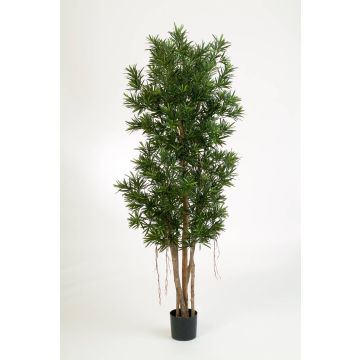 Podocarpus synthétique MATEO, troncs naturels, vert, 150cm