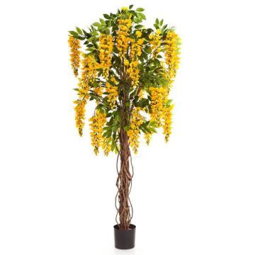 Fausse glycine ARIANA, vrais troncs, fleurs, jaune, 180cm