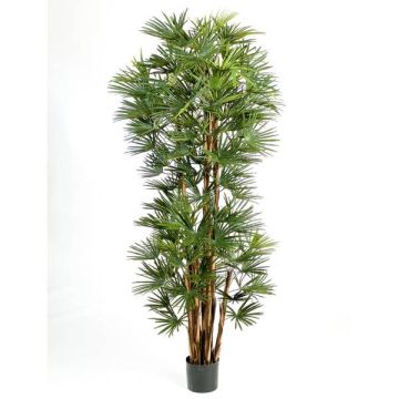 Faux palmier Rhapis excelsa SERENA, 180cm