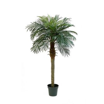 Faux palmier Phoenix CAMILA, 150cm