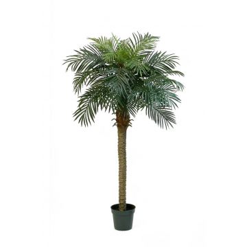 Faux palmier Phoenix CAMILA, 180cm
