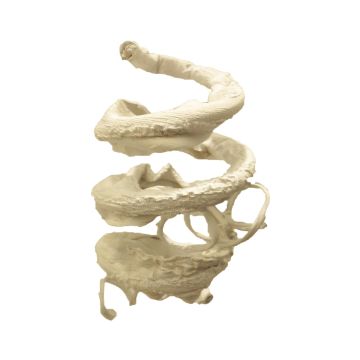 Branche artificielle saule tire-bouchon LINNING, blanc, 135cm