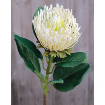 Protea artificielle TANJA, crème-blanc, 65cm