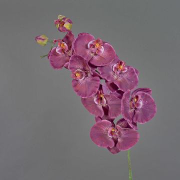Branche décorative Orchidée Phalaenopsis WESA, violet foncé-blanc, 100cm