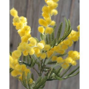 Branche de mimosa artificielle BENRIKE, fleurs, jaune, 40cm, Ø3cm