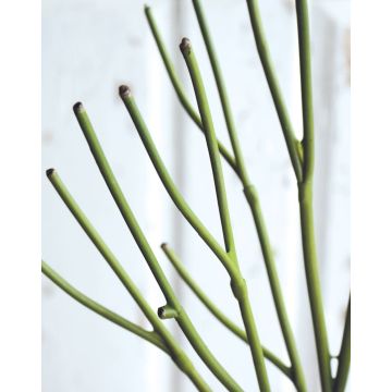 Plante artificielle Euphorbia tirucalli BENEDETTO, vert, 50cm
