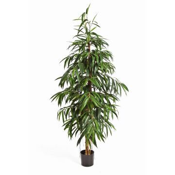 Faux arbre Longifolia HARU, vrais troncs, ignifuge, 210cm