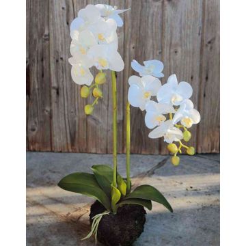 Orchidée Phalaenopsis artificielle VEENA en motte de terre, blanc, 60cm