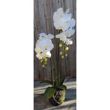 Orchidée Phalaenopsis artificielle VEENA en motte de terre, blanc, 80cm