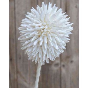 Allium ornemental MERAL, blanc, 80cm, Ø14cm