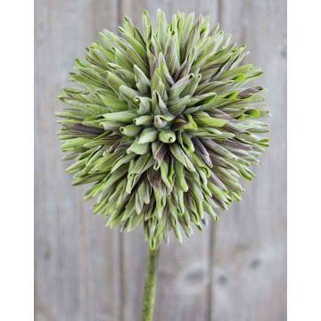 Allium ornemental MERAL, vert, 80cm, Ø14cm