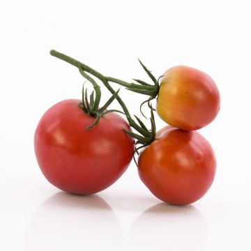 Tomates en grappe artificielles MEGGY, rouge, 13x12x6cm