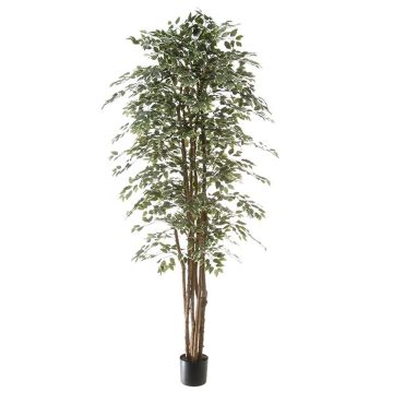 Plante artificielle Ficus Benjamina ALEJA, vrai tronc, vert-blanc, 210cm