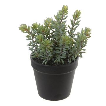Fausse plante Pachyphytum hookeri BERINA, cache-pot, vert-gris, 28cm