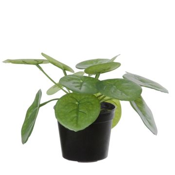 Plante artificielle Pilea peperomioides BIRCAN, vert, 15cm