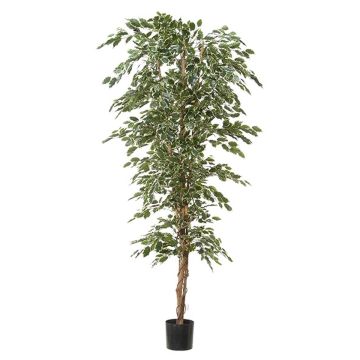 Plante artificielle Ficus Benjamina ALEKSA, vrai tronc, vert-blanc, 240cm