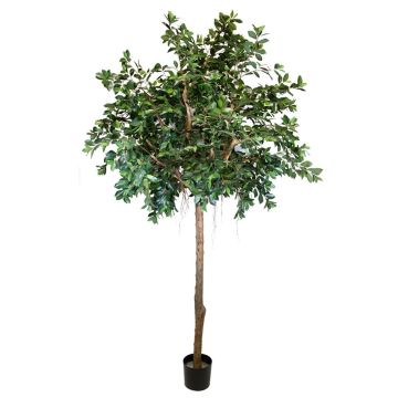 Plante décorative Ficus Benjamina ARSTAN, vrai tronc, avec lianes, vert, 300cm