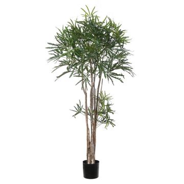 Plante décorative Faux aralia ASAF, tronc naturel, vert, 150cm