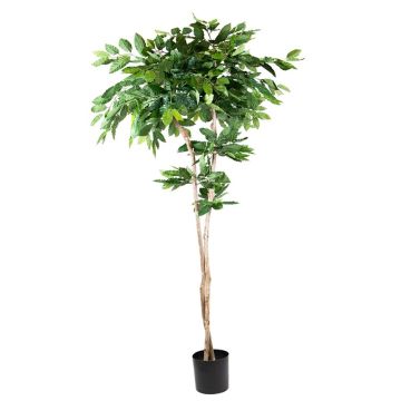 Plante en plastique Caféier BORRA, tronc naturel, 210cm