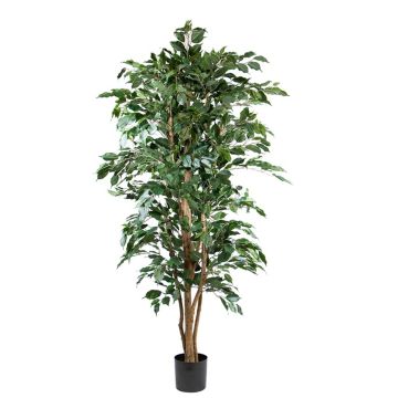 Plante artificielle Ficus benjamina AKAHI, tronc naturel, vert, 180cm
