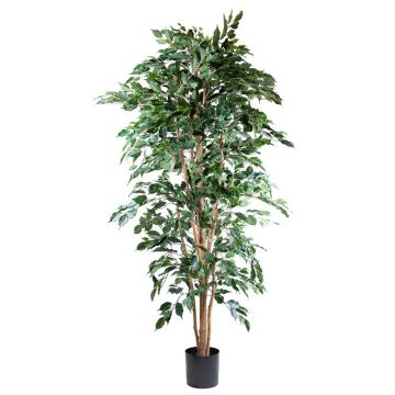 Plante artificielle Ficus benjamina AKAHI, tronc naturel, vert, 210cm