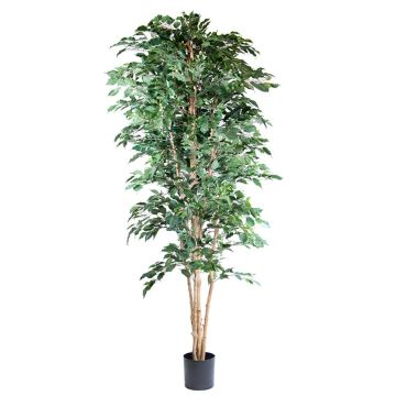 Plante artificielle Ficus benjamina AKAHI, tronc naturel, vert, 240cm