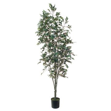 Plante artificielle Ficus Benjamina BRATKO, tronc artificiel, vert-blanc, 220cm
