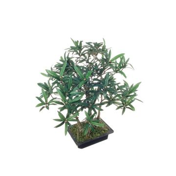 Faux bonsaï podocarpus ALIKANA avec racines, coupe décorative, 45cm