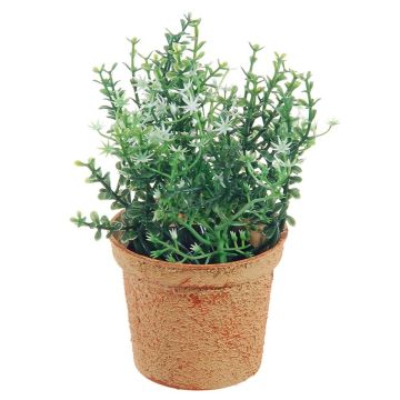 Plante décorative Thym SUNNIVA avec fleurs, pot décoratif, vert-blanc, 13cm