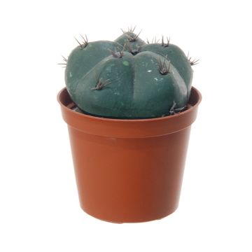 Cactus artificiel Bonnet d'évêque MUNAS, vert, 10cm, Ø8cm