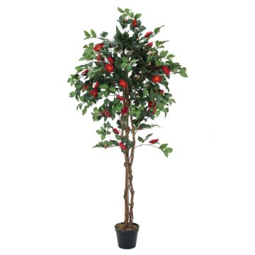 Camélia artificiel COSTIA, vrais troncs, fleurs, rouge, 180cm