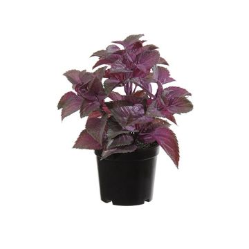 Plante en plastique Menthe TSUKI, violet-bordeaux, 24cm