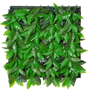 Haie décorative / mat de photinia CHAVA, vert, 50x50cm