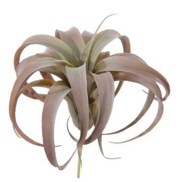 Plante décorative Tillandsia Xerographica KASTIEL, piquet, brun-vert, 23cm