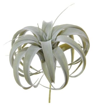 Plante décorative Tillandsia Xerographica KASTIEL, piquet, gris-vert, 23cm