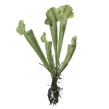 Plante artificielle Sarracenia HAMY, piquet, vert, 35cm