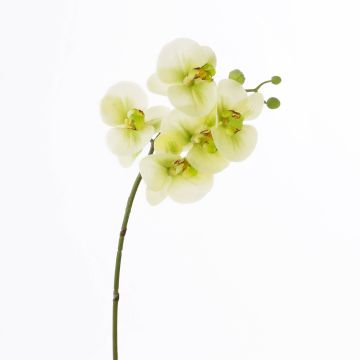 Tige d'orchidée phalaenopsis artificielle EMILIA, crème-vert, 60cm, Ø8cm
