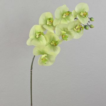 Tige d'orchidée en soie AURELIA, crème-vert, 95cm, Ø10cm