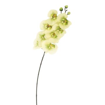 Tige d'orchidée en soie AURELIA, crème-vert, 95cm, Ø10cm